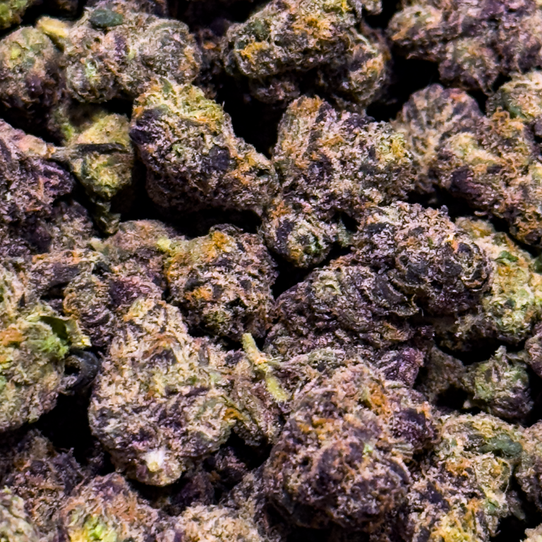 Black-Cherry-Gelato-Flower-2-26-Feature