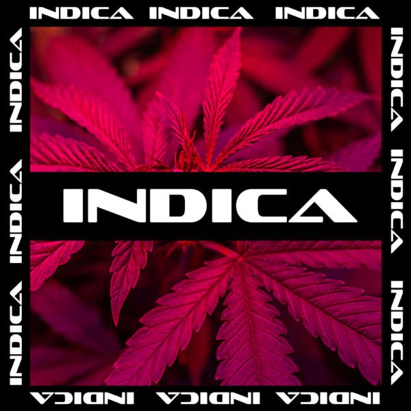 Indica
