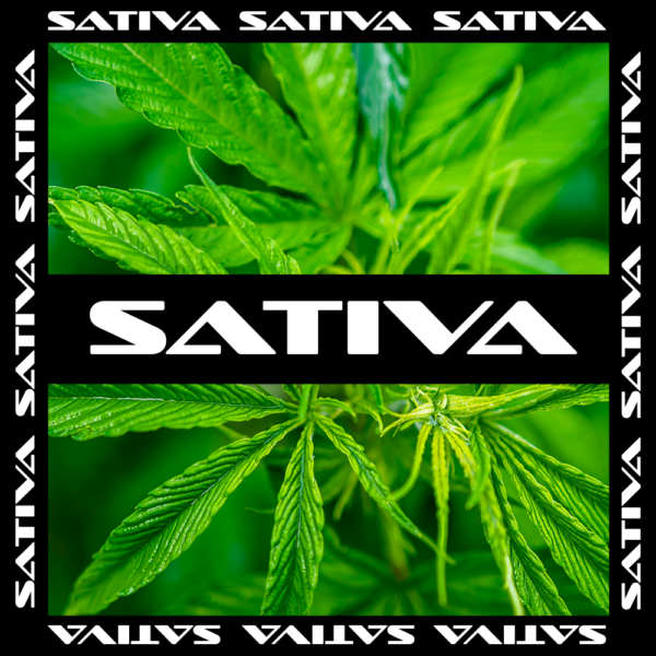 Sativa